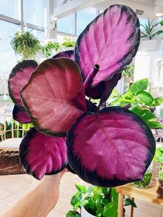 Calathea Rosy, Wall Hanging Plants, Dark Green And Pink, Jungle Oasis, Pink Plants, Anthurium Flower