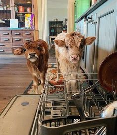 two cows standing next to each other in a kitchen