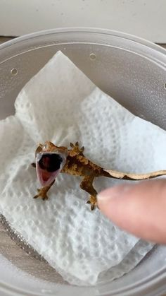 a small gecko sitting on top of a white paper towel in a bowl next to a person's hand