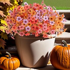 two pumpkins and some flowers in a pot