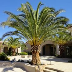 a palm tree in front of a house