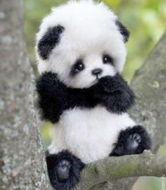 a stuffed panda bear sitting on top of a tree branch