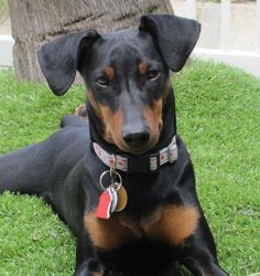 a black and brown dog laying in the grass with a tag on his collar looking at the camera