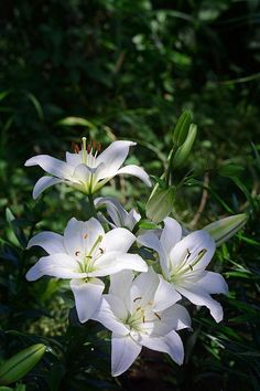 some white lilies are blooming in the sun