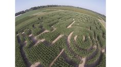 an aerial view of a corn maze in the middle of a field with trees on it