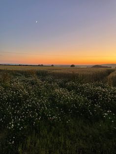 the sun is setting over an open field with wildflowers