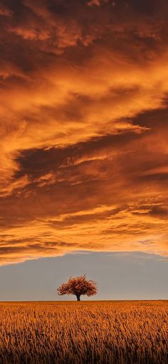 a lone tree stands in the middle of a wheat field under a red sky with clouds