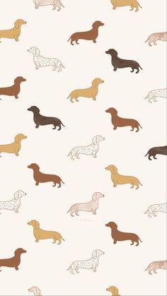 a wallpaper with different colored dogs on it's side and the words dachshun