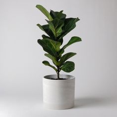 a potted plant with green leaves in it