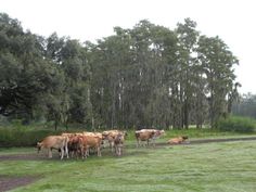 a herd of cattle standing on top of a lush green field next to tall trees