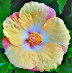 a yellow and pink flower with green leaves