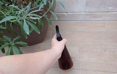 a person holding a remote control in their hand next to a potted plant on the floor