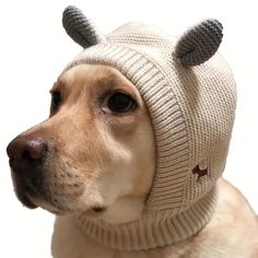 a dog wearing a knitted hat with ears