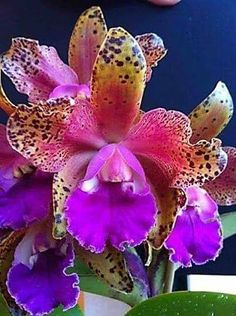 a purple and yellow flower sitting on top of a green plant