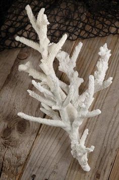 a white coral on a wooden surface