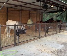 several horses in an enclosed area eating hay