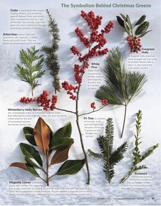 the different types of christmas plants are shown in this poster, which includes red berries and green leaves