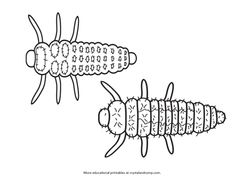 an insect and its puppies are shown in black and white, as well as the image