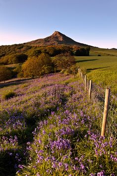 a field with purple flowers next to a fence and a mountain in the back ground