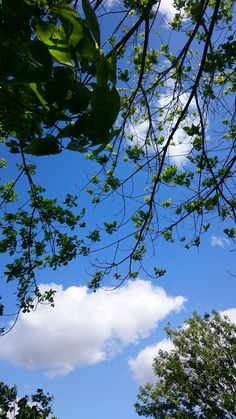 the sky is very blue with clouds and trees