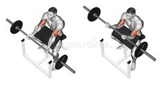 an image of a man doing the preacher bicep curl bench press with barbells