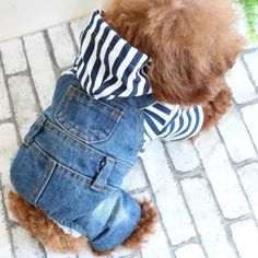 a brown dog wearing overalls and striped shirt