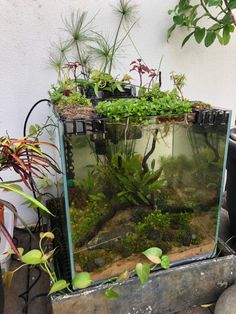 an aquarium filled with plants sitting on top of a table