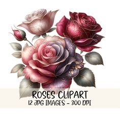 roses clipart for photoshopped with watercolors and inking on paper