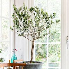 a potted olive tree sitting on top of a wooden table next to a window