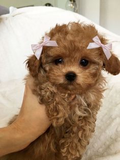 a small brown dog sitting on top of a person's arm with a bow in it's hair