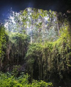 the inside of a cave with lots of trees and plants growing on the side of it