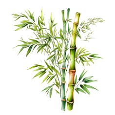 an illustration of a bamboo plant with leaves on it's stems in watercolor and ink