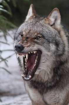 a wolf with its mouth open and it's teeth wide open in the snow