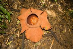 an orange flower sitting on the ground next to some grass and dirt with leaves around it