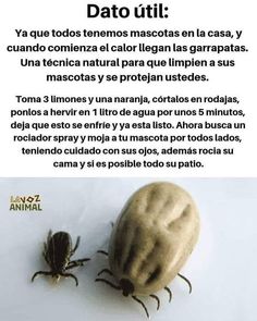 an image of a tick laying on the ground with caption in spanish above it