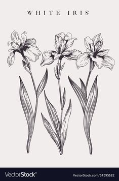 three white iris flowers on a white background with the words white iris in black ink