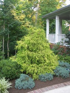 this is an image of a garden with trees and shrubs in the foreground,