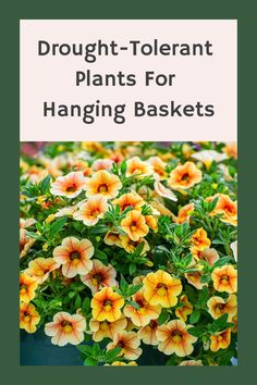 Drought-Tolerant Plants For Hanging Baskets Balcony Hanging Plants, Edging Plants, Indoor Plant Wall, Plant Zones, Hanging Plant Wall, Vertical Gardening, Plants For Hanging Baskets, Hanging Flower Baskets, Bathroom Plants