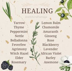 Herbs For Healing, Native American Herbs, Kitchen Witch Recipes, Witch Board, Foraging Recipes