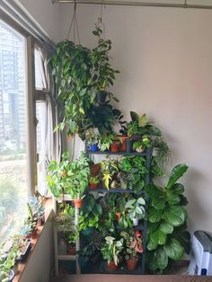 a room filled with lots of plants next to a window