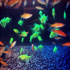 an aquarium filled with lots of different colored fish