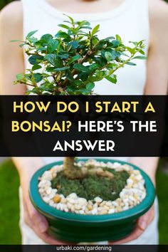 a person holding a bonsai plant with text overlay how do i start a bonsai? here's the answer