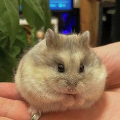 a hamster is sitting on someone's hand and looking at the camera while it sits