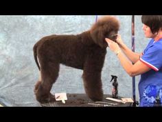 a woman grooming a poodle at a petting zoo in front of a gray backdrop