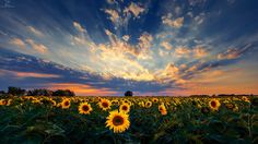 the sun is setting over a large field of sunflowers