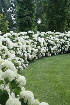 many white flowers line the side of a grassy area in front of some trees and bushes