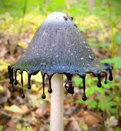 a close up of a mushroom with water dripping from it's top and leaves in the background