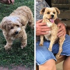 two pictures side by side one has a small dog and the other has a larger dog