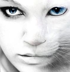 a white cat with blue eyes is looking at the camera while it's close up