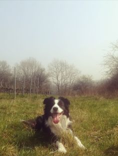 a black and white dog laying on top of a lush green field